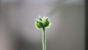 &Pi;ώ&sigmaf; &nu;&alpha; &alpha;&nu;&alpha;&kappa;&omicron;&iota;&nu;ώ&sigma;&omega; &sigma;&tau;&omicron;&upsilon;&sigmaf; &gamma;&omicron;&nu;&epsilon;ί&sigmaf; &mu;&omicron;&upsilon; ό&tau;&iota; &epsilon;ί&mu;&alpha;&iota; &omicron;&mu;&omicron;&phi;&upsilon;&lambda;ό&phi;&iota;&lambda;&eta;;